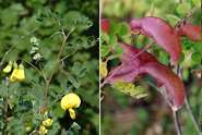 Bladder Senna (Colutea arborescens)