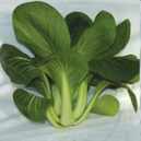 Chinese Cabbage White