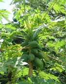 Papaya