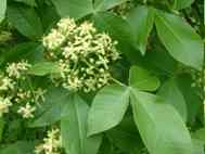 Hoptree