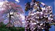 Taiwanese Paulownia