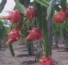 Red Pitaya