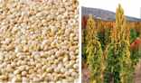 Quinoa