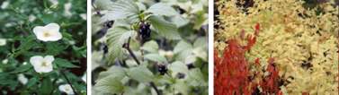 Japanese Jetbead (Rhodotypos scandens)