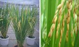Japanese Garden Rice