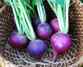 Plum Radish