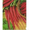 Radish "Scarlet Long"
