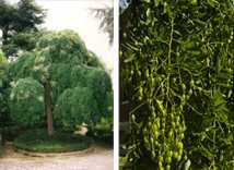 Pagoda Tree (Sophora japonica)