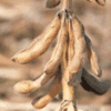 Garden Soybean