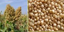 Sweet Sorghum
