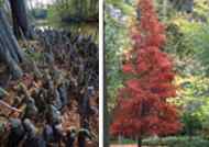 Swamp Cypress (Taxodium distichum)