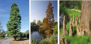 Swamp Cypress (Taxodium distichum)