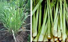Malabar Grass (Lemon Grass)