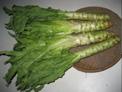 Chinese Woosun Lettuce