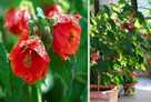 Abutilon "Wezuwiusz" (drzewko)