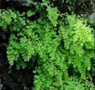 Paproć Adiantum ogrodowa