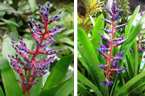 Aechmea "Blue Tango"