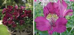 Alstremeria purpurowa