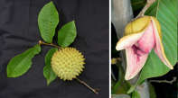 Annona purpurowa