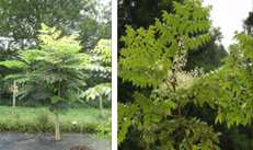 Aralia drzewiasta