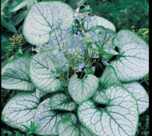 Brunnera srebrzysta