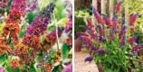 Buddleja wielobarwna