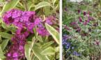 Buddleja "Harlequin"