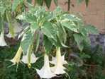 Datura pstrolistna