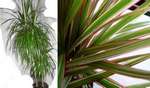 Dracena barwna (duża)