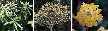 Edgeworthia