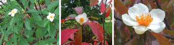 Franklinia