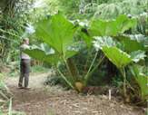 Gunnera olbrzymia (PROMOCJA)