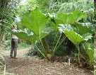 Gunnera olbrzymia