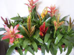 Guzmania