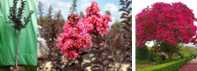 Lagerstremia czerwonolistna (duże drzewko)