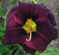 Liliowiec "Super Purple"