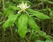 Magnolia parasolowata