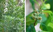 Yerba mate (herbata paragwajska)