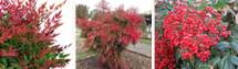 Nandina czerwona (święty krzew)