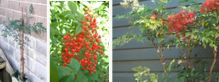 Nandina "Richmond" drzewko