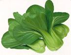 Kapusta Pak Choi zielona