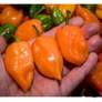 Papryka Habanero Orange