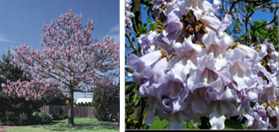 Paulownia cesarska