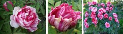 Peonia drzewiasta "Dwa Kolory"