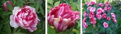 Peonia drzewiasta "Dwa Kolory"