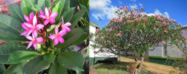 Plumeria czerwona (nasiona)