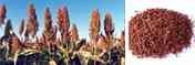 Sorgo czerwone