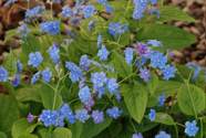 Brunnera kwiatowa