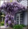 Wisteria (glicynia) chińska