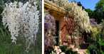 Wisteria japońska biała